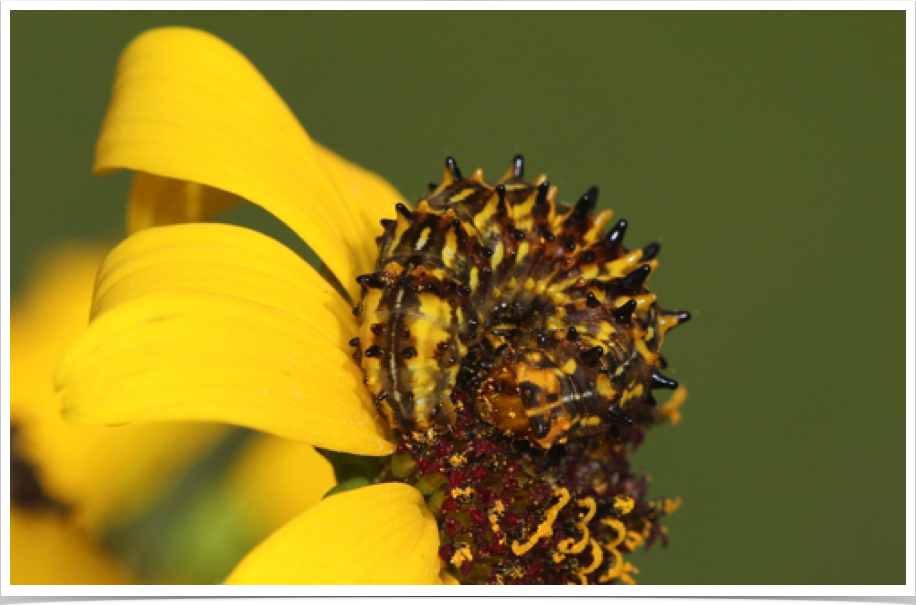 Stiria rugifrons
Sunflower Seedcopper
Tuscaloosa County, Alabama